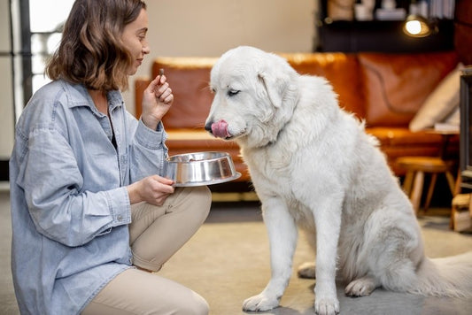 Best Probiotic For Dogs With Digestive Issues