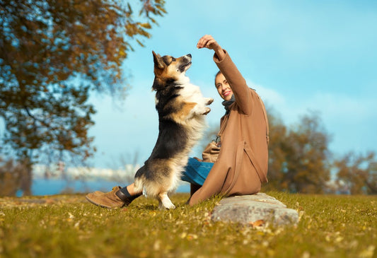 Calming Treats For Dogs With Anxiety