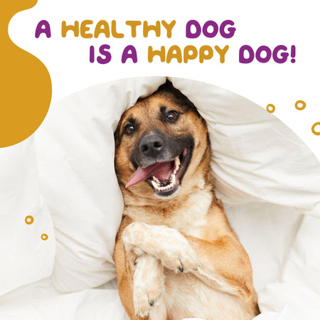 happy-dog-image