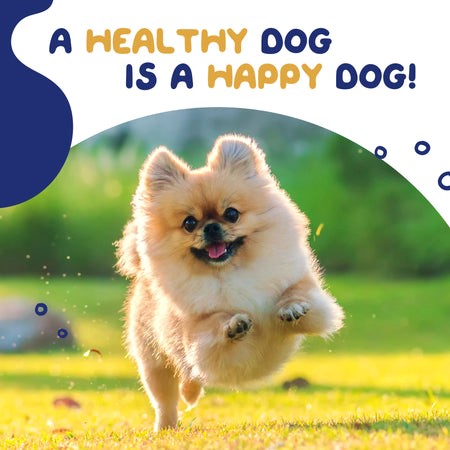 Healthy Dog 