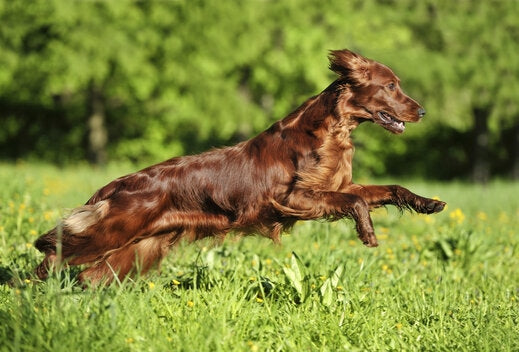 Tips on How to Treat Dog Joint Pain - Healthy Dog World