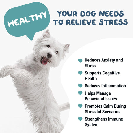 healthy-dog-image